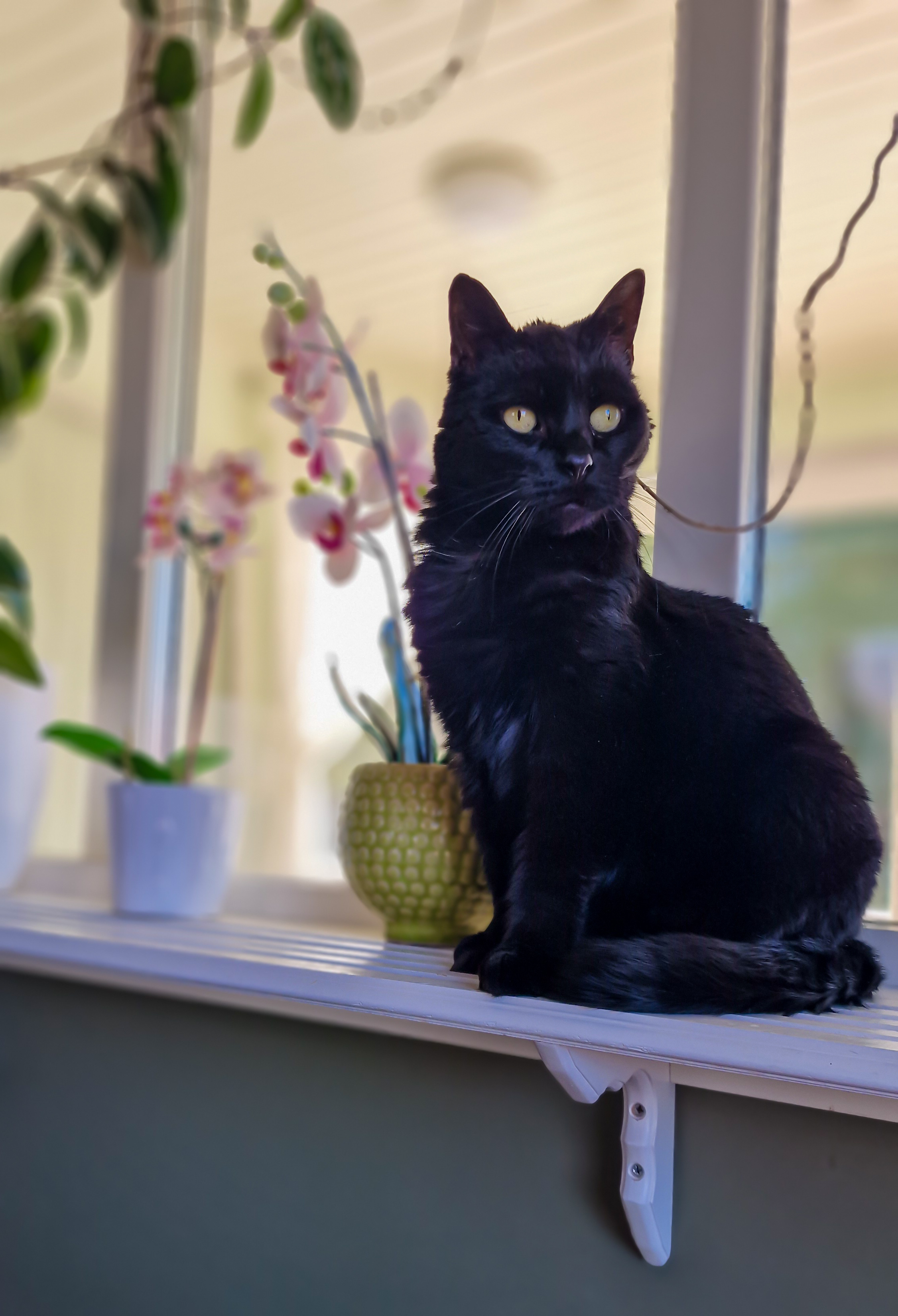 Veterinärer öppettider